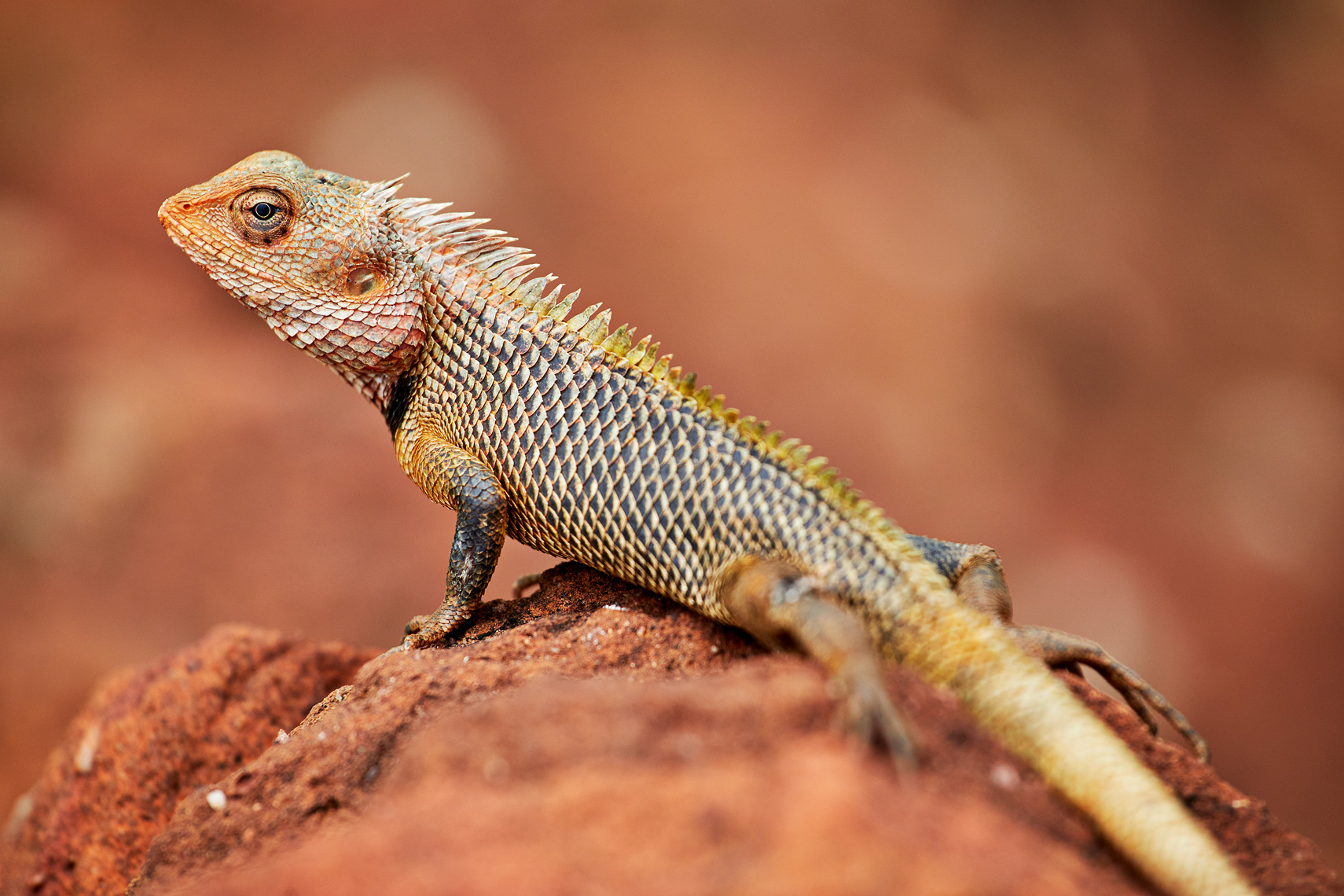 Chameleon-Sigiriya-Rock-web