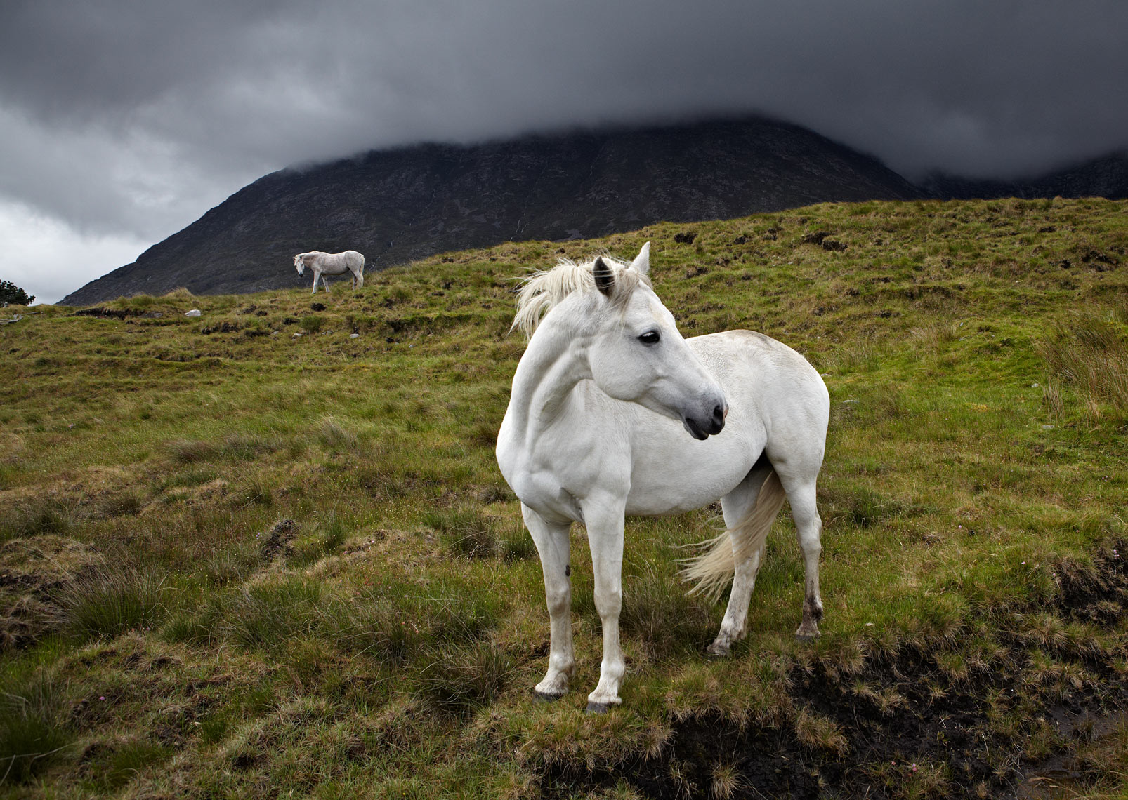 Connemara ponies