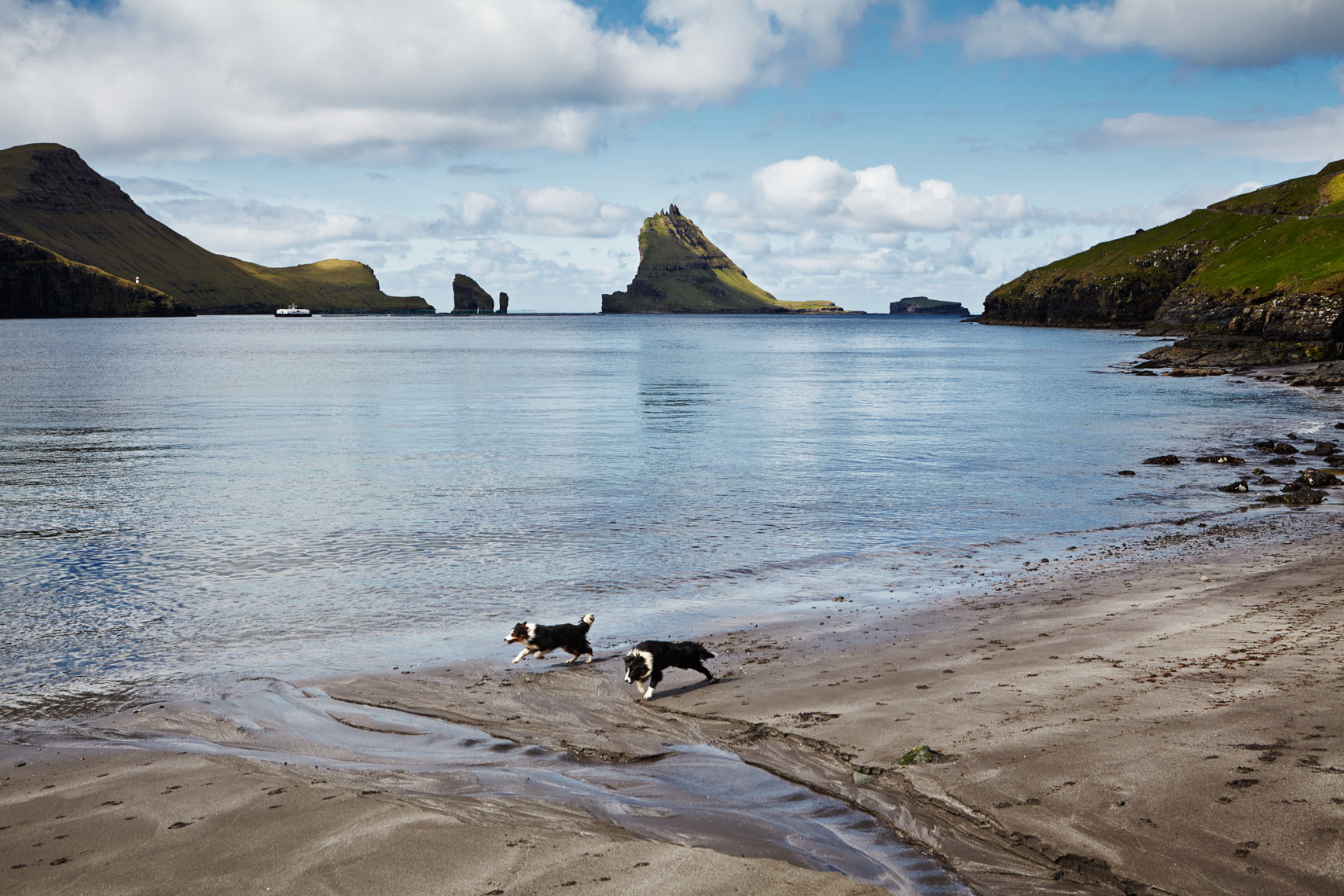 Dogs racing on beach at Bøur