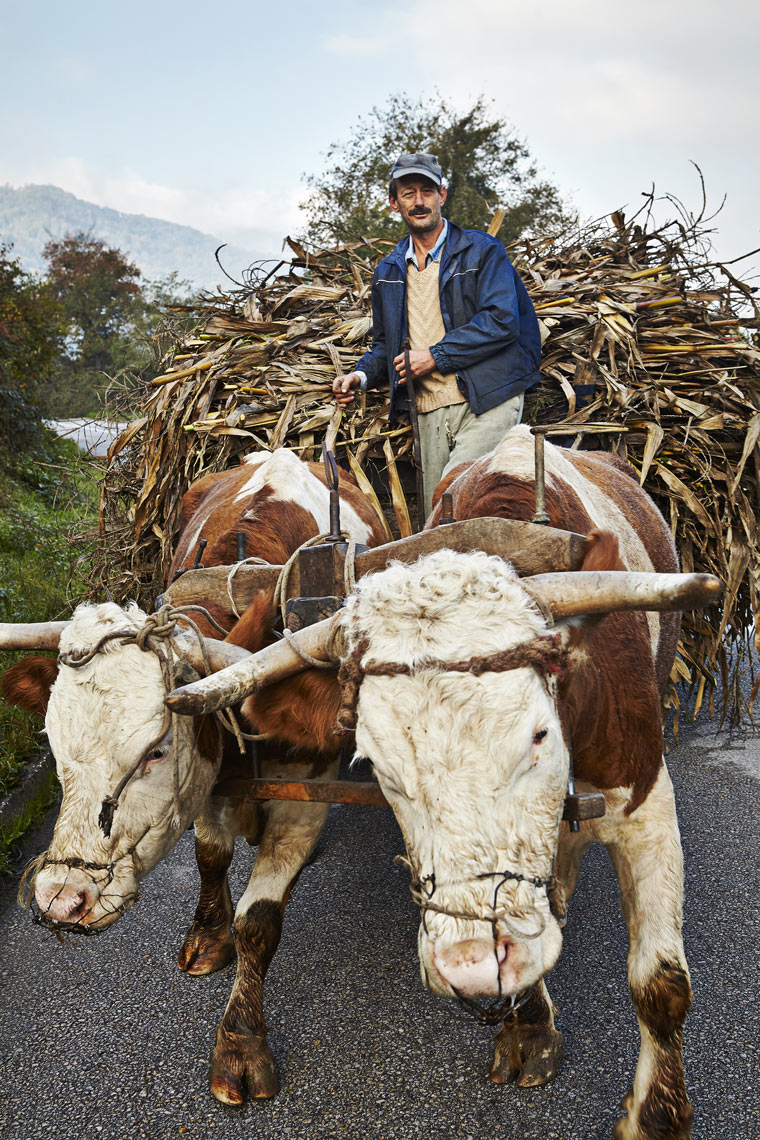 Farmer with cow drawn cart_2