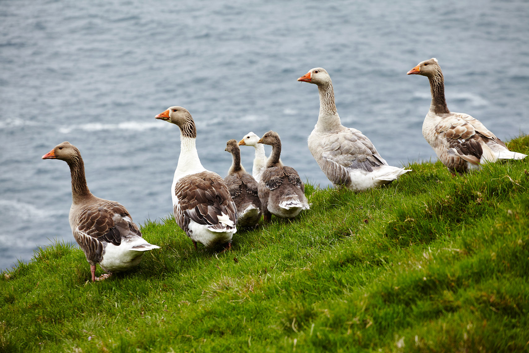 Faroese geese with goslings