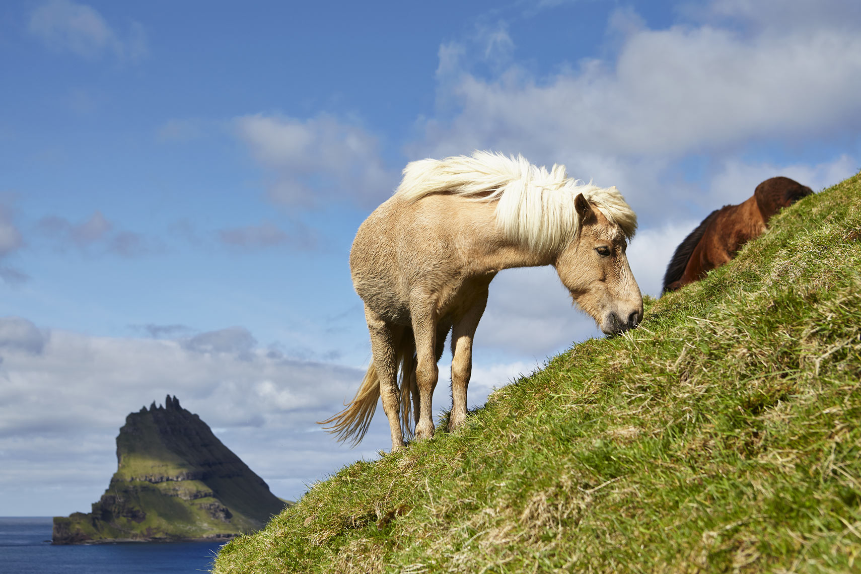 Faroese pony on Bøur_2