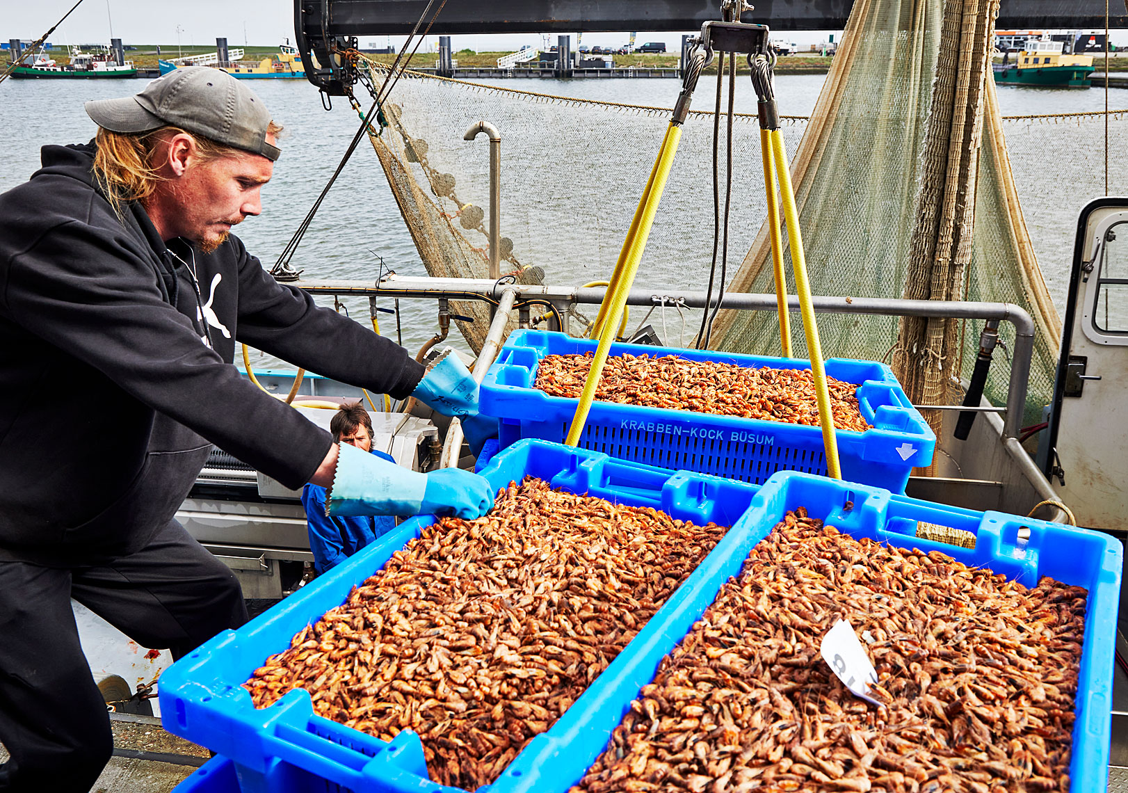 Garnalen lossen bij visafslag Lauwersoog WL18
