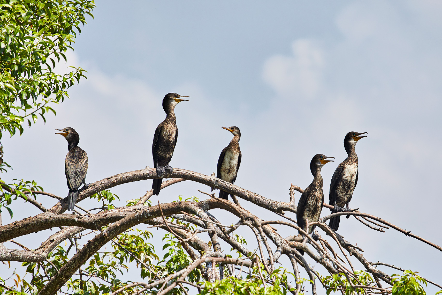 Great-Cormorant-Negombo-Lagoon-Sri-Lanka-web