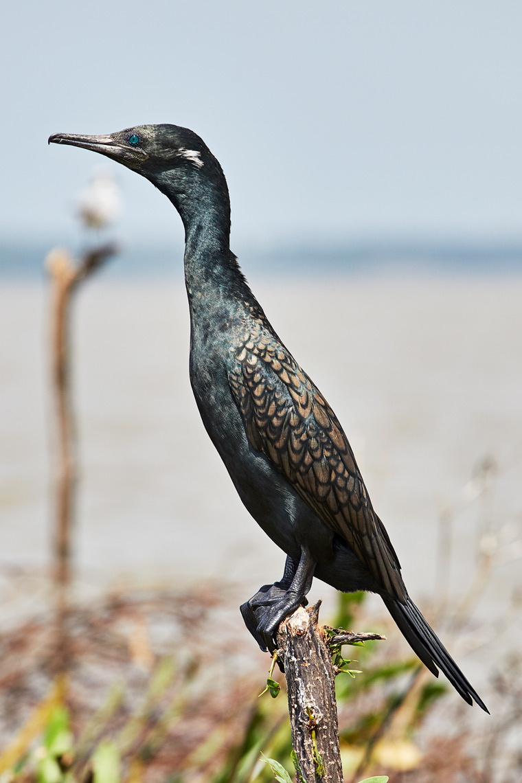 Indian-Cormorant-Negombo-Lagoon-Sri-Lanka-web