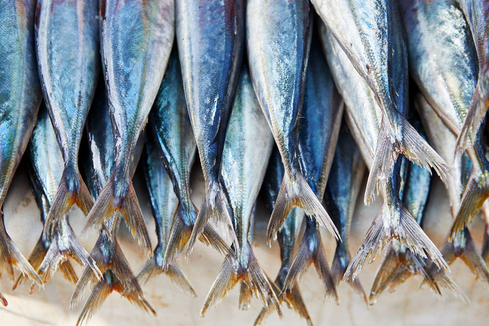 Negombo-Fish-Market-Sri-Lanka-web-4
