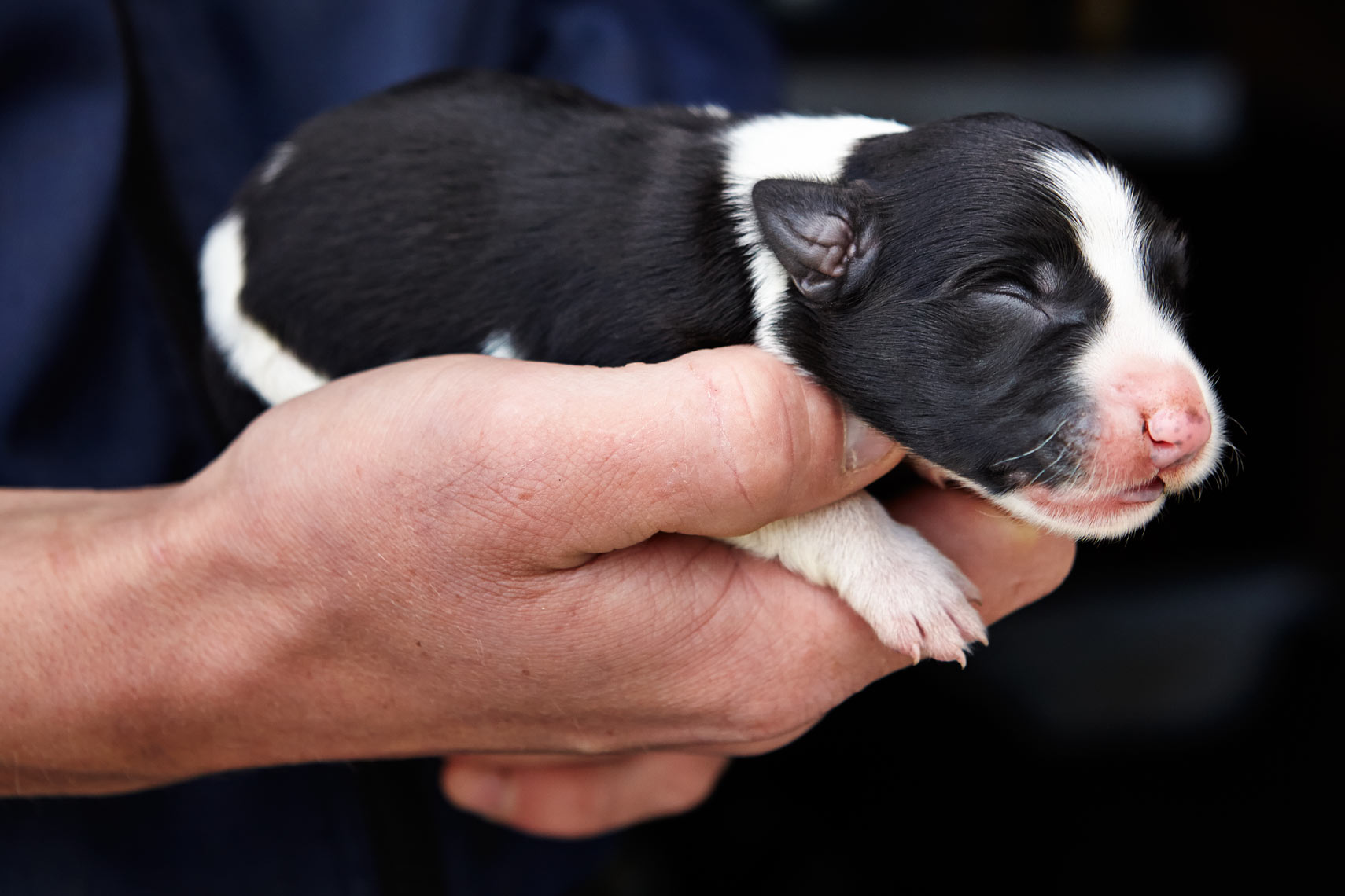 One day old sheepdog pup