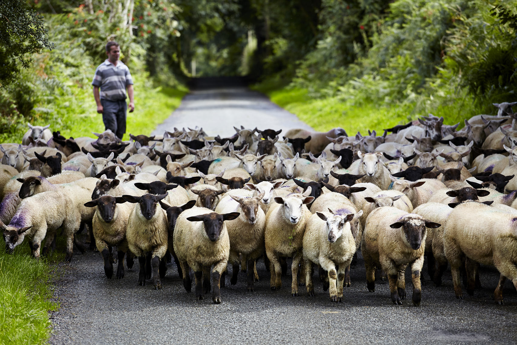 Sheep-on-road-near-Shillelagh-Wicklow-IMG_3901