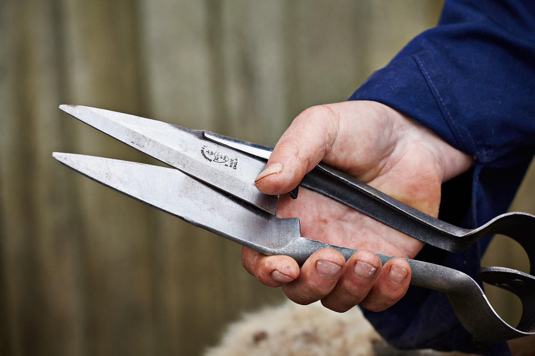 Sheep shears
