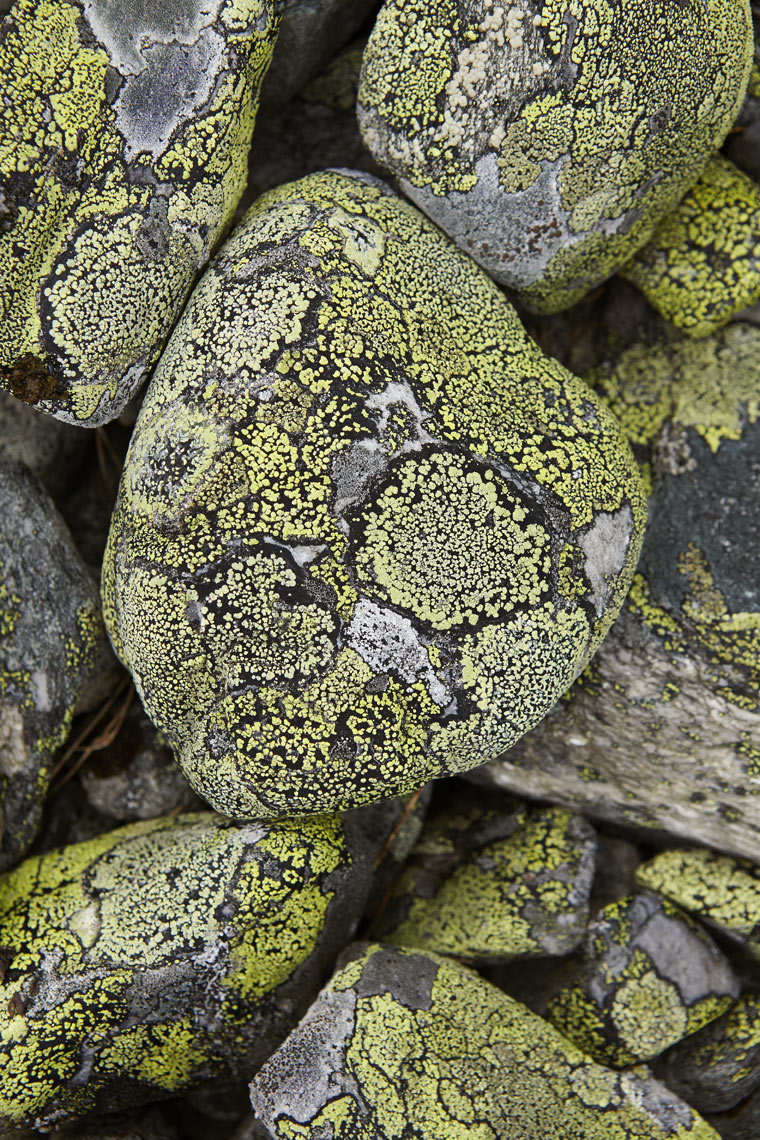 Stones-with-lichen-Rondane