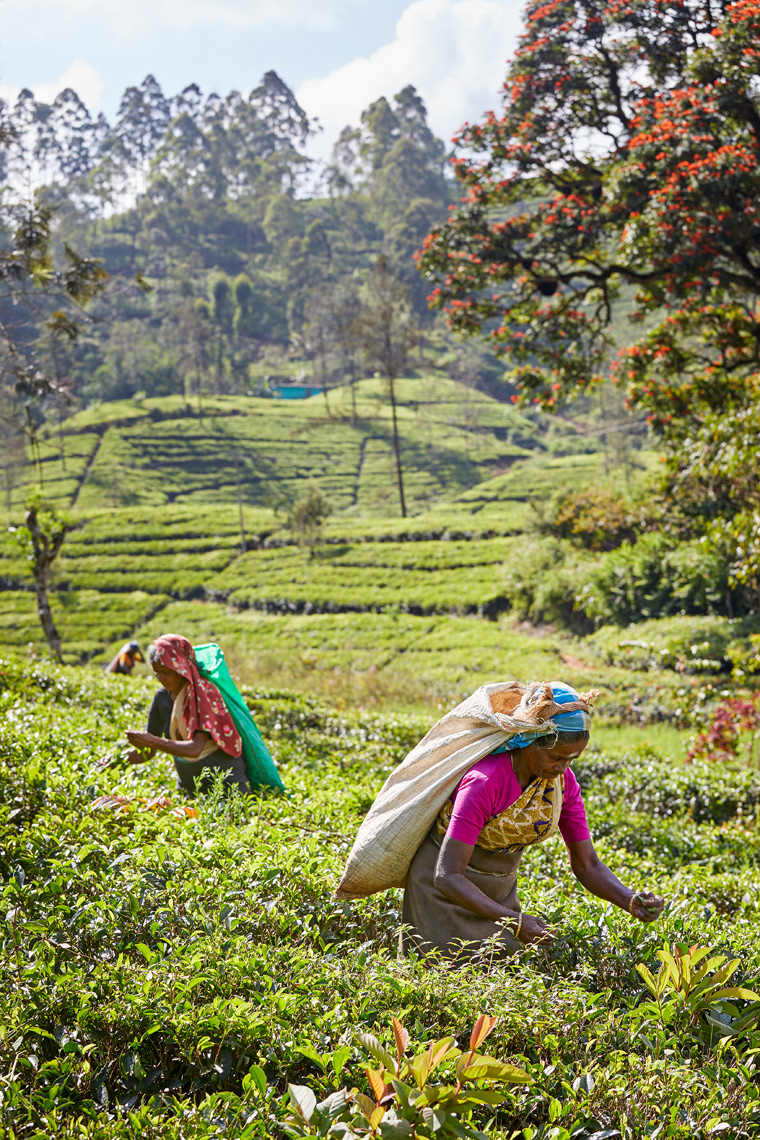 Tea-pickers-Nuwara-Eliya-Sri-Lanka-web-2