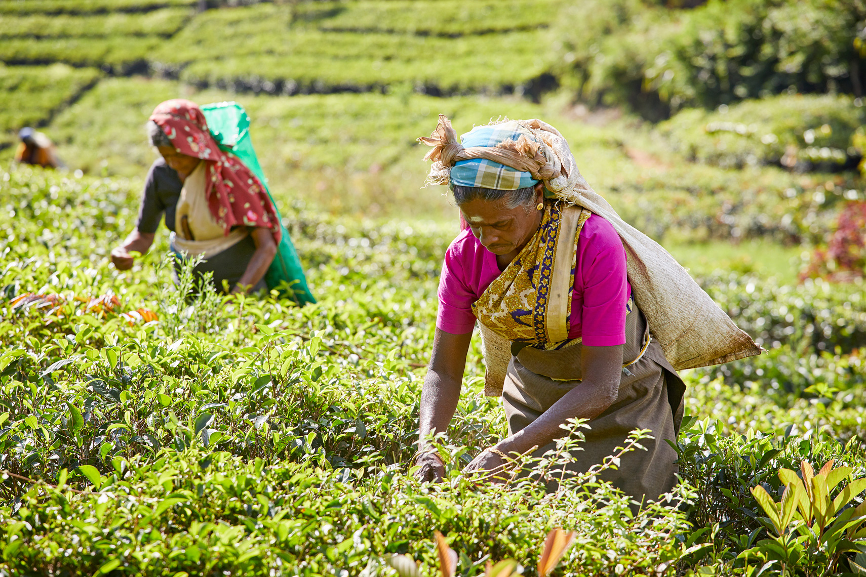 Tea-pickers-Nuwara-Eliya-Sri-Lanka-web-3