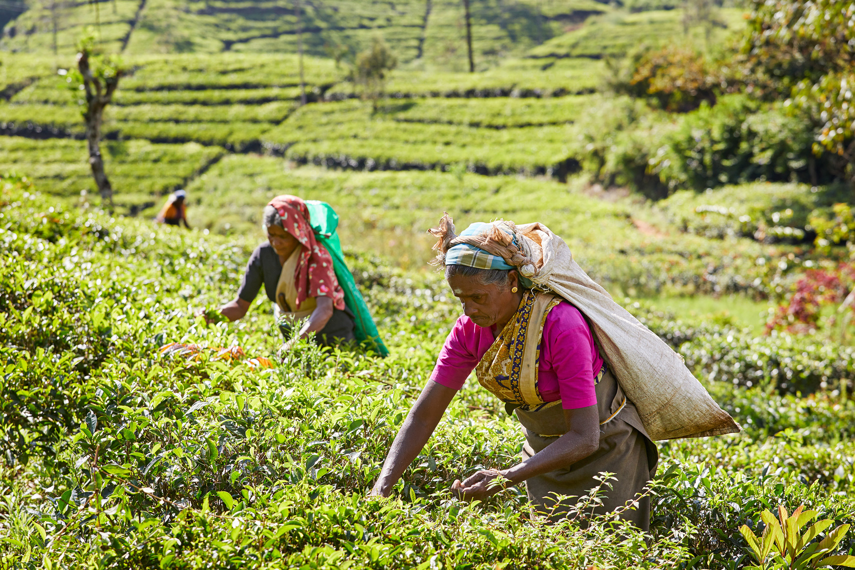 Tea-pickers-Nuwara-Eliya-Sri-Lanka-web