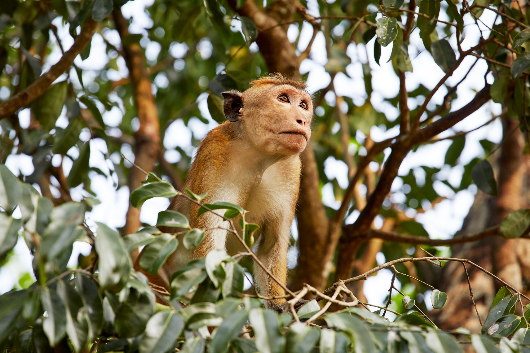 Toque-macaque-Forest-Rock-Garden-Sri-Lanka-web